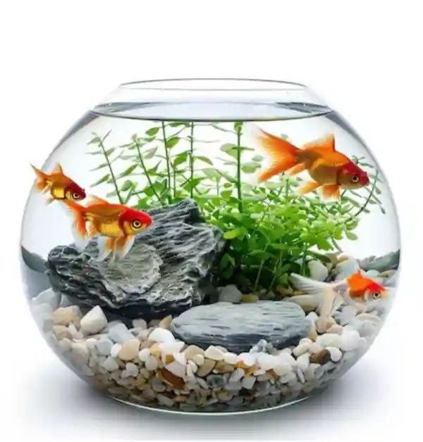 Xona uchun akvarium baliq